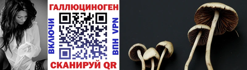 Псилоцибиновые грибы Cubensis  Новороссийск 